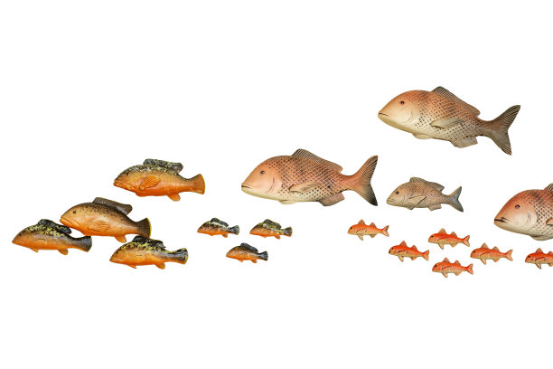 孤立在白鱼上的热带鱼图片下载