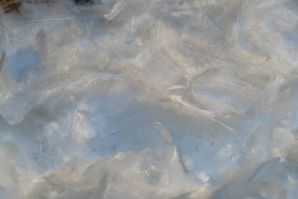 白色羽毛背景纹理图片下载