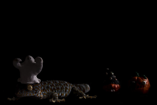 Tokay壁虎与万圣节的概念在黑色的背景图片下载