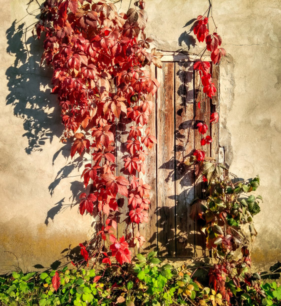 挂着树叶的墙壁背景图片下载