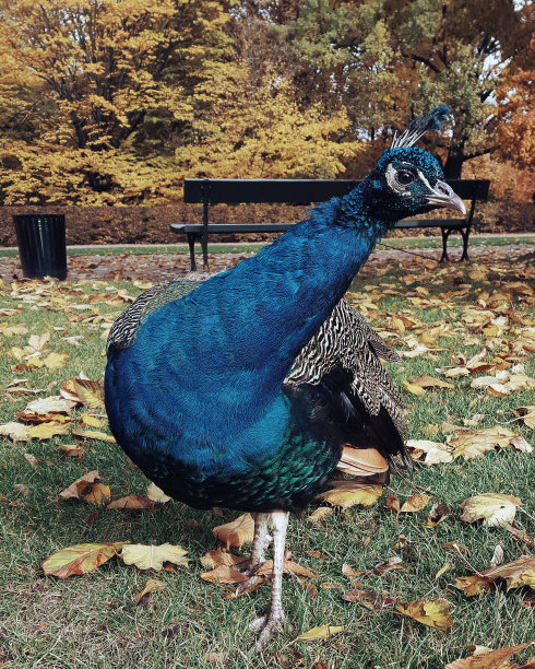 公园草地上的孔雀，特写图片下载