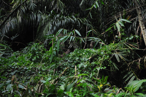 猴子王国图片下载