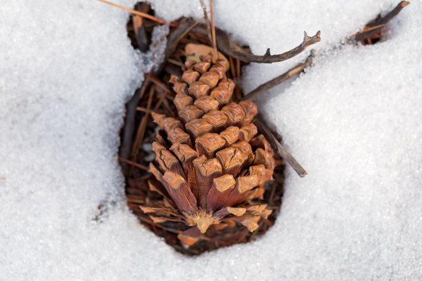 近距离图片，一个松果和树枝卡在雪地上，在南太浩湖，加利福尼亚州图片下载