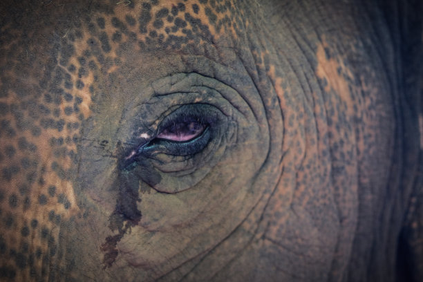 泰国大象皮肤特写。图片下载