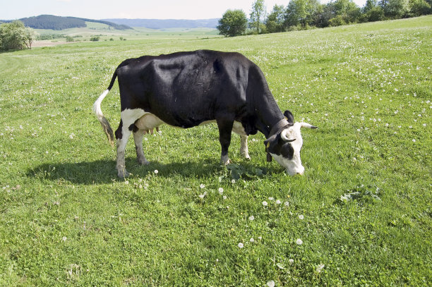 在田里吃草的牛图片下载