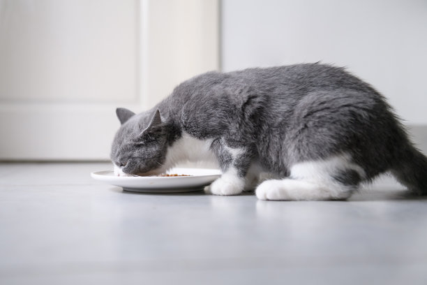 英国短毛猫正在吃东西图片下载