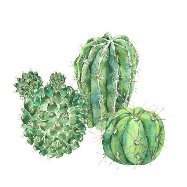 奇异的自然复古水彩画盛开的仙人掌贺卡图片下载