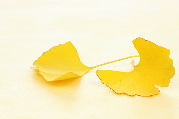 秋叶设计(ichou)图片下载