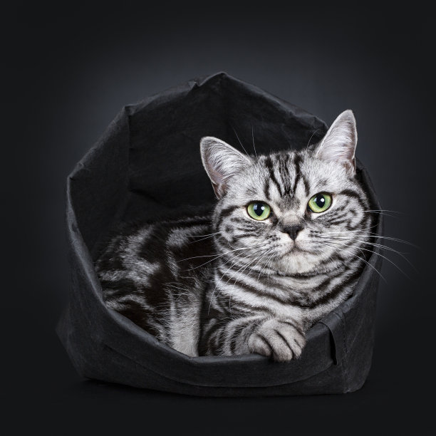 富有表情的黑色银色虎斑英国短毛猫躺在黑色纸袋和一只爪子在边缘，看着绿色眼睛的相机，孤立在黑色的背景图片下载