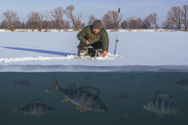 冬季捕鱼的概念。渔夫在行动。在鱼群之上的湖面上从冰雪中捕鲈鱼。双重视图下和水上图片下载