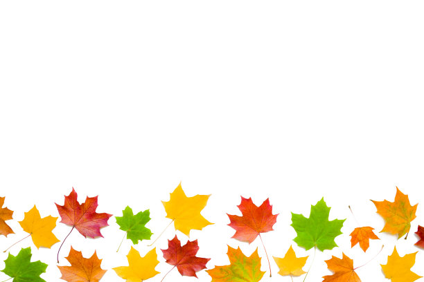欢迎秋天。新鲜，多彩的枫叶孤立在白色的背景。明亮的颜色。为鼓舞人心的，积极的文本，引用或语录空的地方。前视图。剪切路径。剪下。图片下载