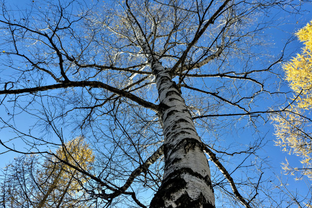大老桦树无叶蓝天背景图片下载