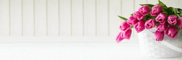 Banner 3:1 for Web。白色木墙前，紫罗兰郁金香花篮。空间复制图片下载
