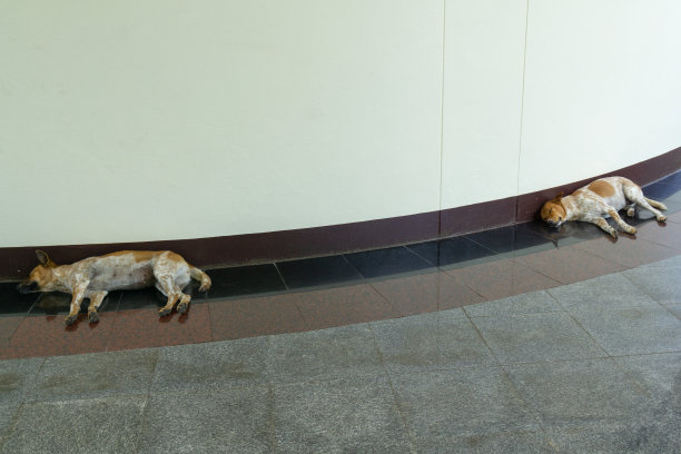 两只狗在大楼里睡觉图片下载