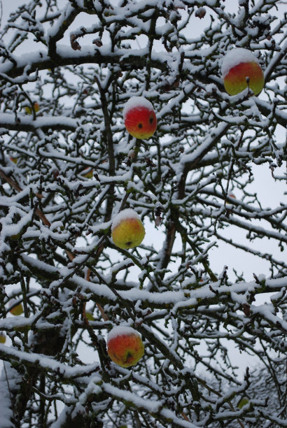 再也苹果树图片下载