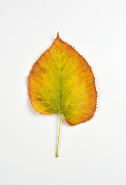 叶白色图片下载