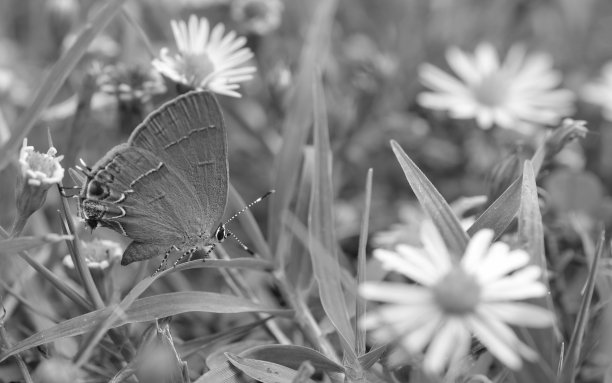 一只灰色的蝴蝶在一片草叶上，周围环绕着白色的雏菊小花图片下载