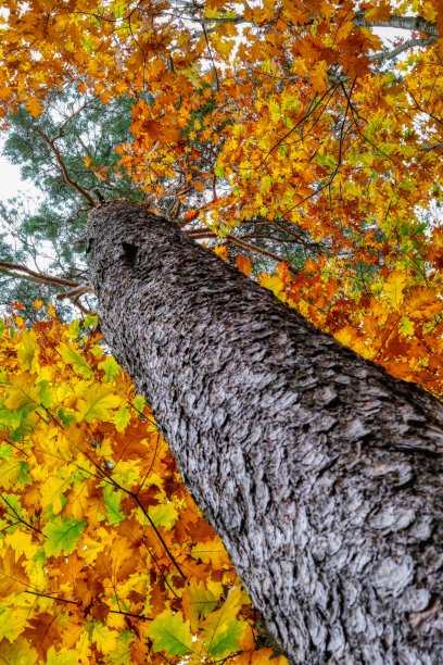 纽伦堡附近的秋天森林图片下载
