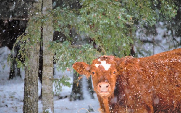 他爱上了你的形状图片下载