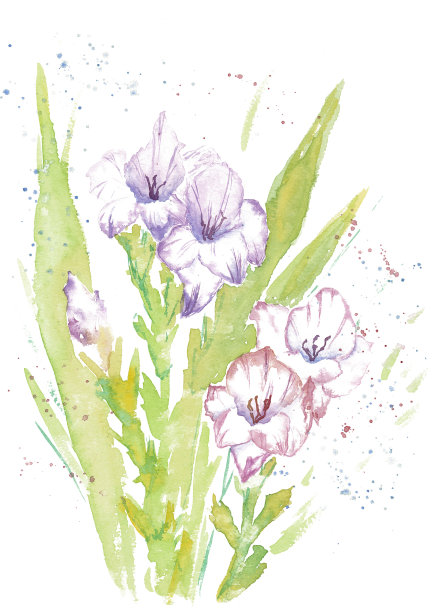开花剑兰水彩手绘插图。图片下载