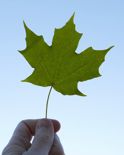 秋天树叶图片下载