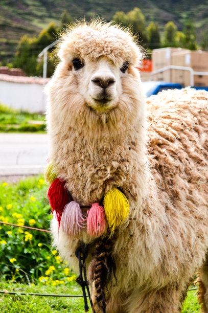 Ornamented美洲驼图片下载