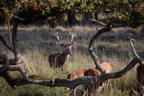 丹麦鹿园里的一群马鹿图片下载