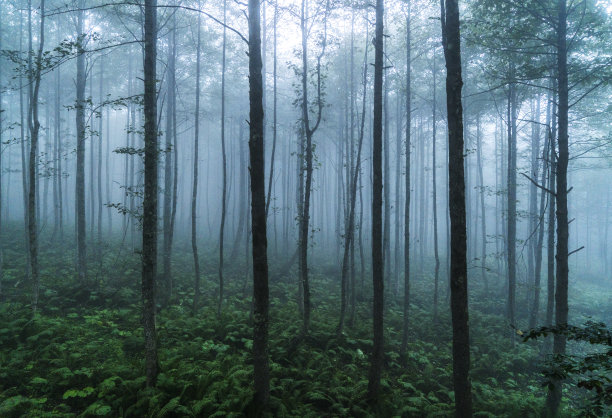 雾蒙蒙的森林图片下载