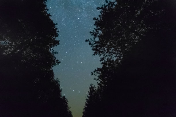 夜晚透过树木看到星空图片下载