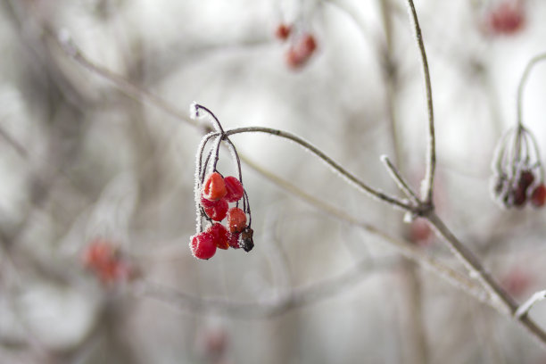特写：雪霜覆盖的荚蒾红果素材图片