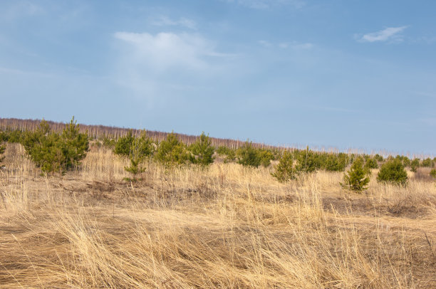 春天的风景。田野里生长着松树的幼苗图片下载