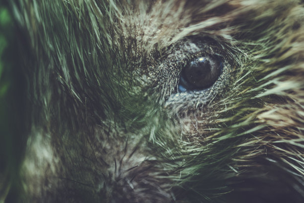 户外刺猬眼特写图片下载