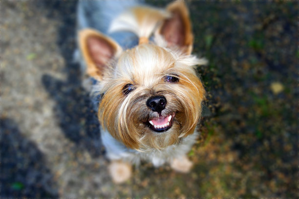 可爱的蓝&棕约克夏梗微笑在摄像头背景墙纸图片下载
