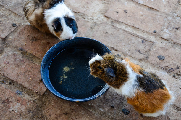 可爱的鱼子酱肖像。近距离的照片。图片下载