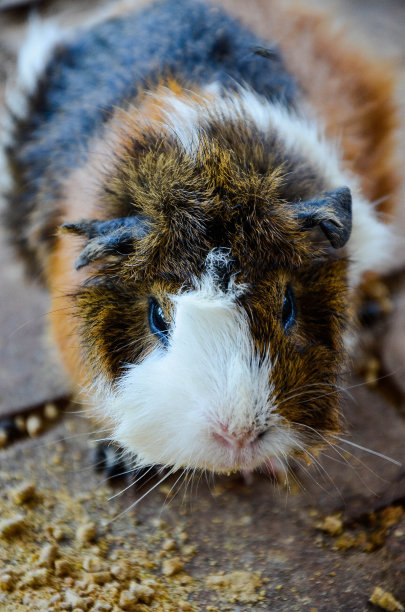 可爱的鱼子酱肖像。近距离的照片。图片下载