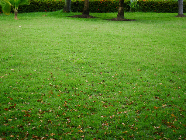 绿色草地纹理背景花园图片下载