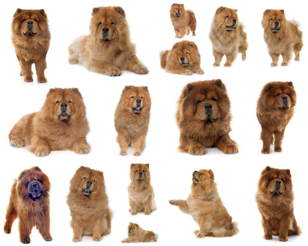 松狮犬组图片下载