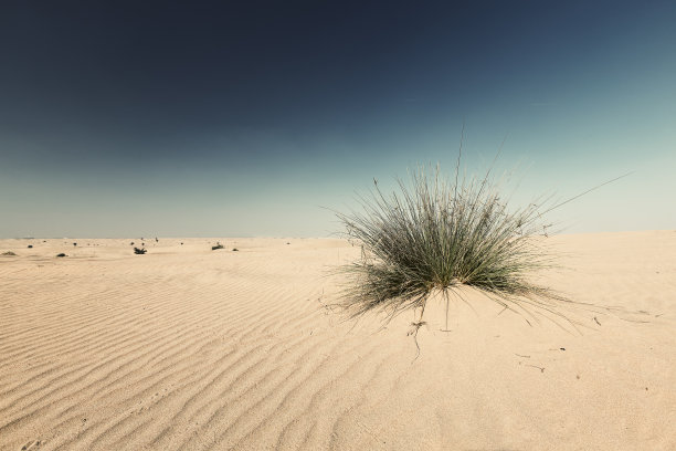 风纹沙丘与草地景观图片下载