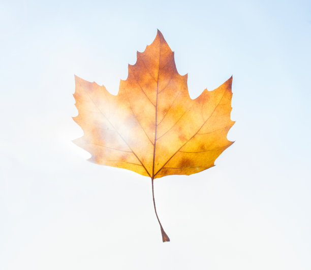 黄色的枫叶在蓝天上的颜色图片下载