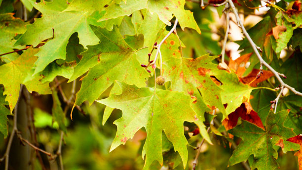秋天叶子特写镜头。图片下载