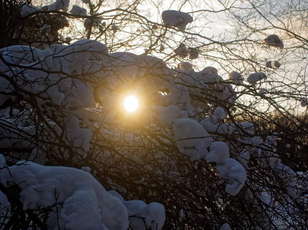 树在雪在一个晴朗的日子图片下载