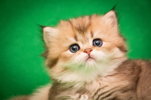 这是一只可爱的、毛茸茸的、长着粉红鼻子的金色小猫的肖像图片下载