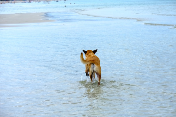 在海滩上嬉戏的狗图片下载
