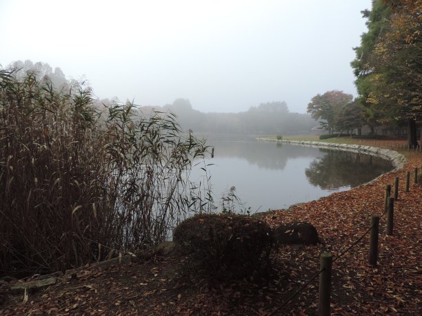 日本。11月。清晨。图片下载