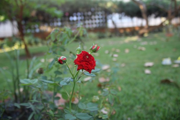 美丽的红玫瑰，以花园为背景图片下载