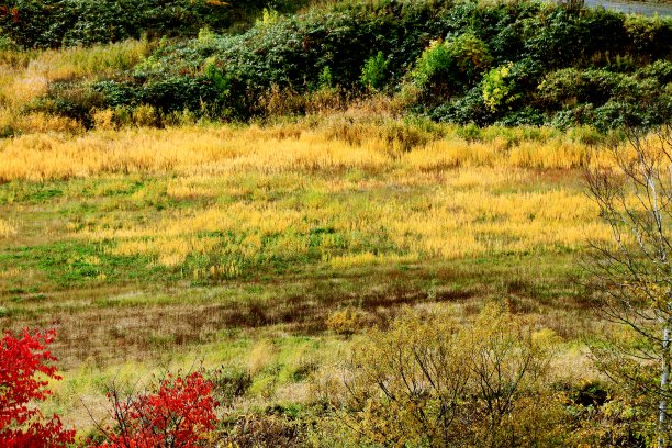 北海道札幌的秋景图片下载
