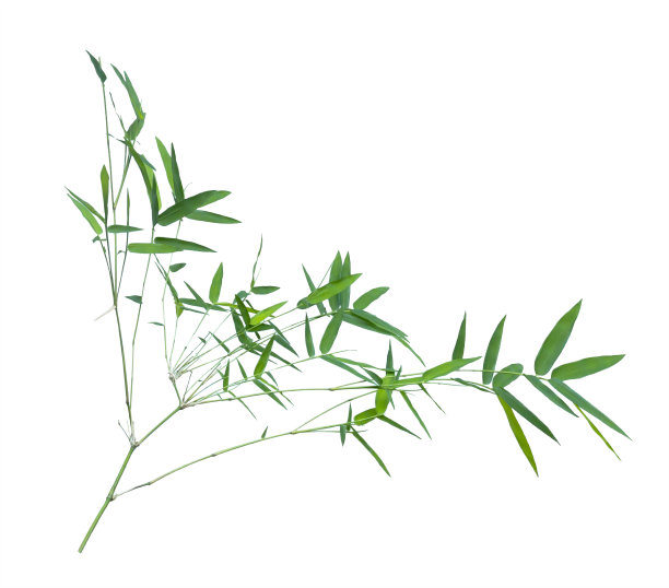 竹孤立在灰色背景与裁剪路径图片下载