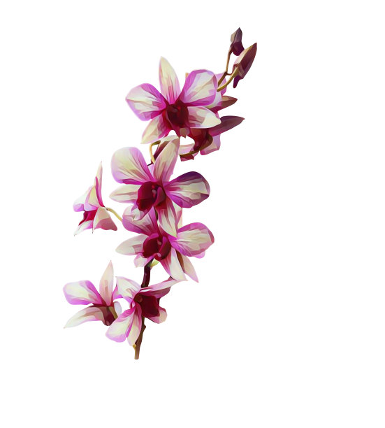 兰花的花图案图片下载