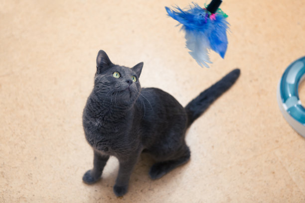 顽皮的小灰短毛猫图片下载