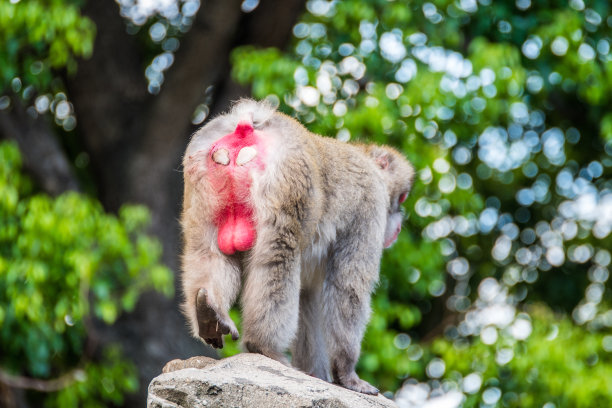 日本可爱的猴子图片下载